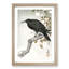 A Crow on the Blossom Tree by Ohara Koson - Framed Print-55457626-55457627