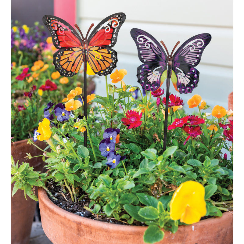 Ensemble de 2 choix de plantes papillons