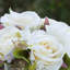 Centre de table rose dans un vase