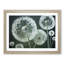 Joyful Dandelion Flowers - Framed Print-169661302-169661304