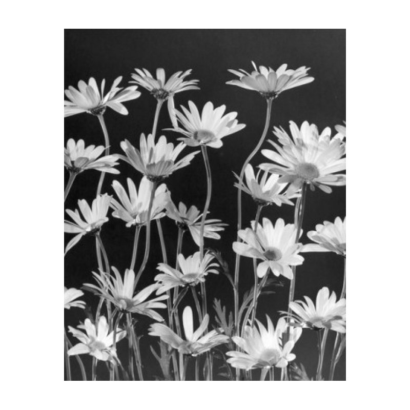 Impression de marguerites (24 X 36)