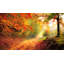 Autumn Forest Edge II Print by Denise Dundon-64401814