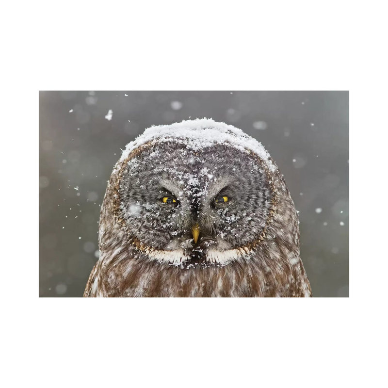 Great Grey Owl, Winter by Mircea Costina - Wrapped Canvas Print, 66.04 cm H x 45.72 cm W x 1.91 cm D