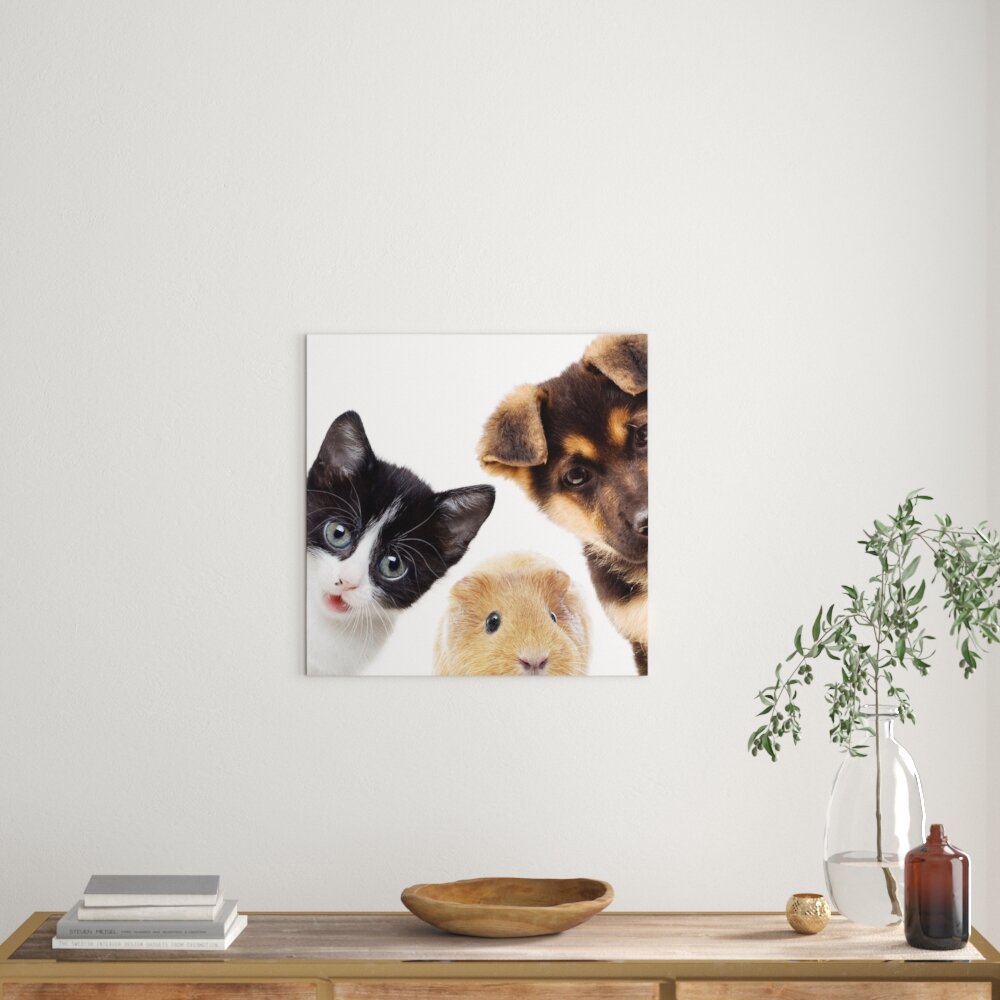 Leinwandbild Lustiges Trio Hund Katze Meerschwein