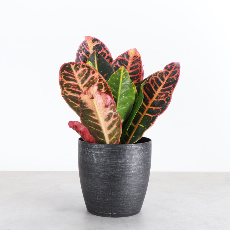 Live Petra Croton Plant in Classic Pot, Brushed Silver
