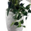 XL Commercial Artificial Plant Displays 150 cm H Faux Plant in Plastic Pot Liner-114785238