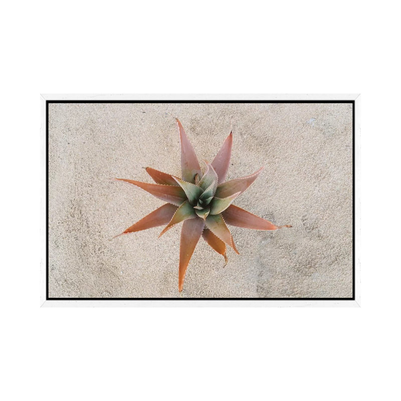 Mexico Succulent by Bethany Young - Print on Canvas, White Framed, 101.6cm H x 152.4cm W x 3.81cm D