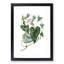 Bindweed Illustration - Single Picture Frame Painting-55466198-55466201