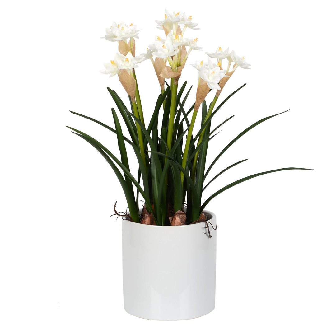 Daffodil Arrangement in Pot Rosalind Wheeler