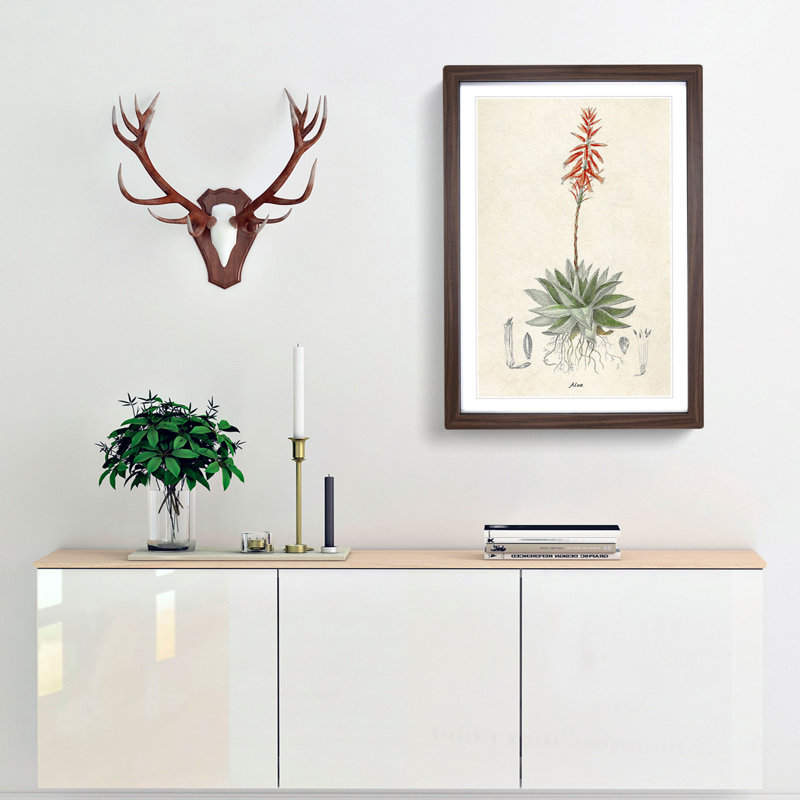 Illustration of an Aloe Vera Plant - Picture Frame Graphic Art Print, Walnut Framed, 36cm H x 27cm W x 2cm D