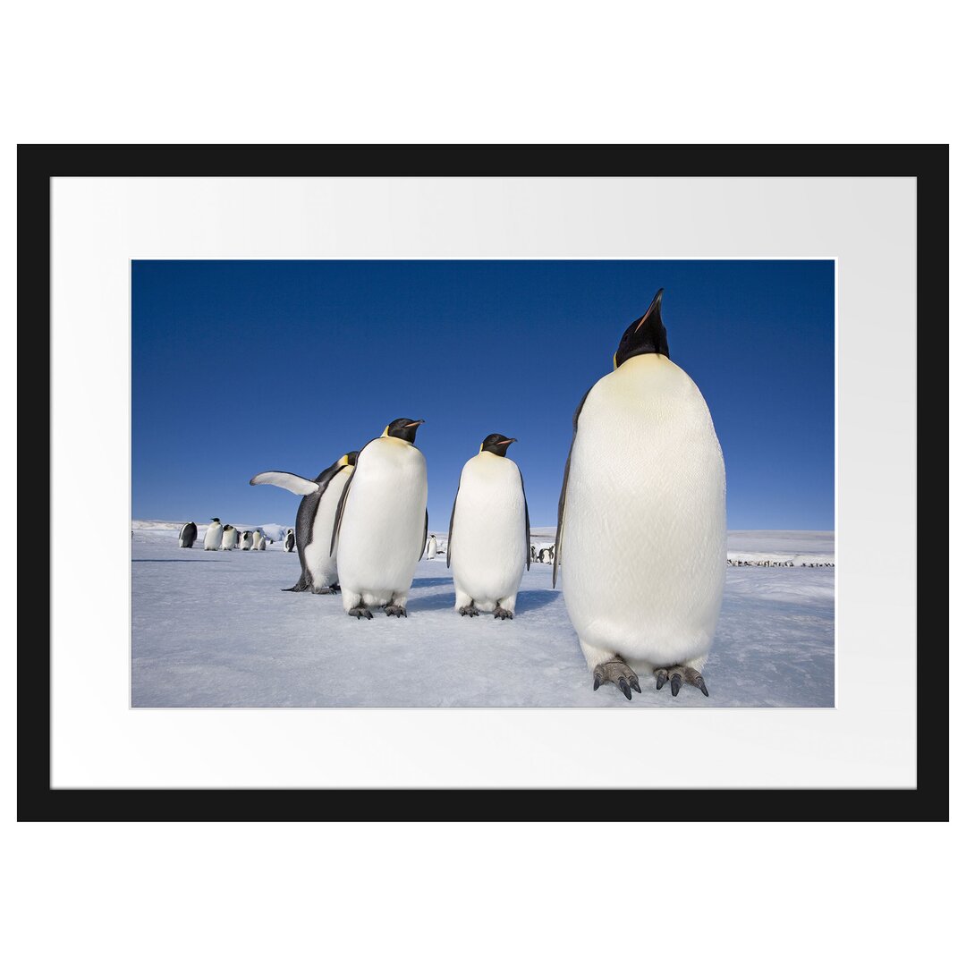 Kaiserpinguine in der Antarktis Gerahmter fotografischer Kunstdruck