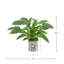 Buisson Rohdea Japonica dans un vase en verre décoratif