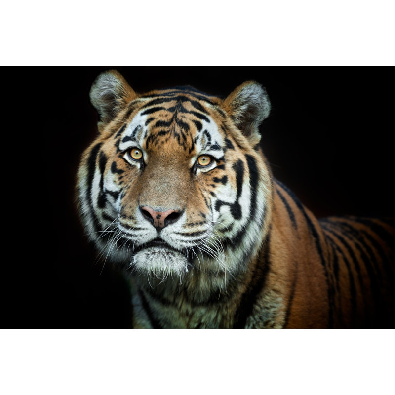 Beautiful Male Tiger Xxxl by Andyworks - No Frame Print on Canvas, 20cm H x 30cm W