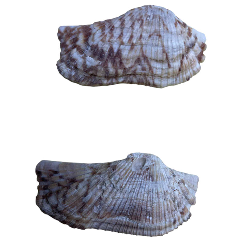 Arca Zebra Shell Figurine