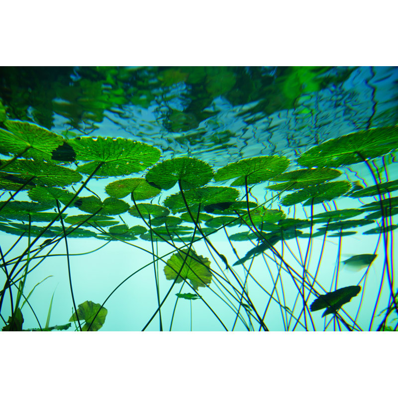 Aquarium Water Lily by Haricono - Wrapped Canvas Print, 30cm H x 46cm W