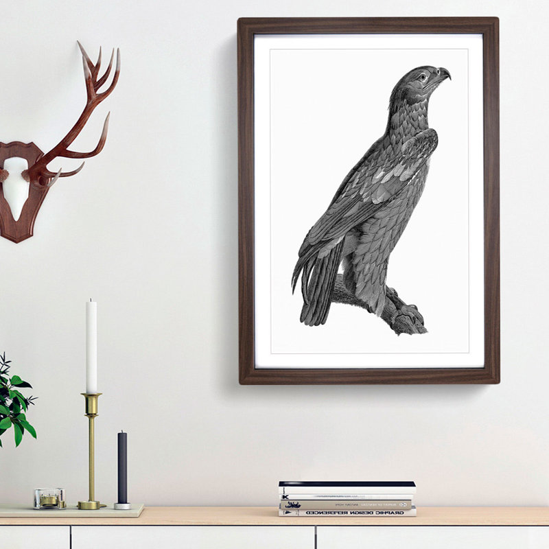 Spotted Eagle Illustration - Framed Print, 48cm H x 36cm W x 2cm D, Walnut Framed