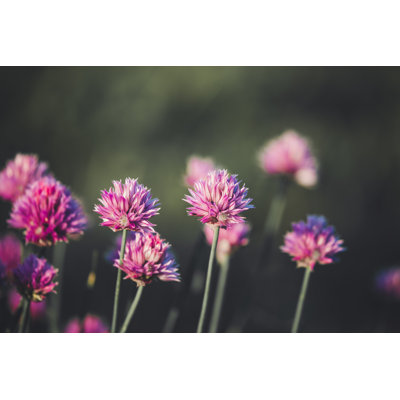 Spring Flowers by Luke Teather - Wrapped Canvas Print