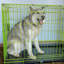 Caisse pour animaux-213544325-221677258