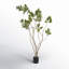Arbre 4 'Cotinus Coggygria-20583849