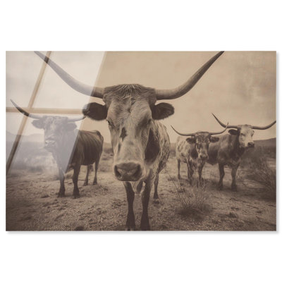 Longhorn Cattle Herd Acrylic Print Western Wall Decor by Notoriart, Ready to Hang, 45 x 30