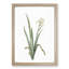 Crimean Iris Flower by Pierre-Joseph Redoute - Framed Print-55490418-55490419