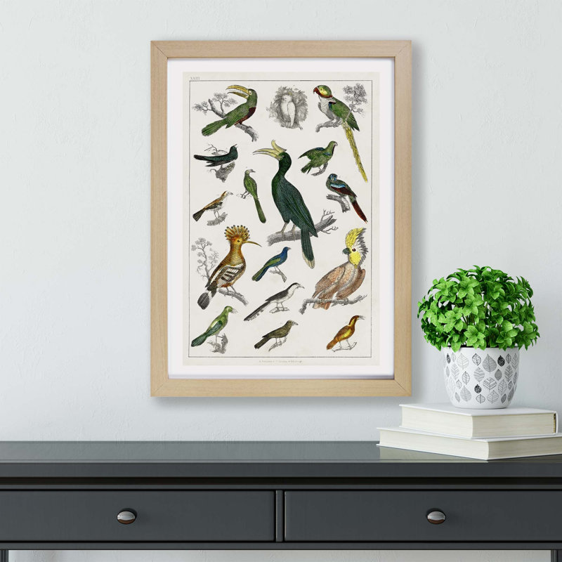 Collection Of Birds by Oliver Goldsmith - Single Picture Frame Painting, Oak, 33cm H x 45cm W x 2cm D