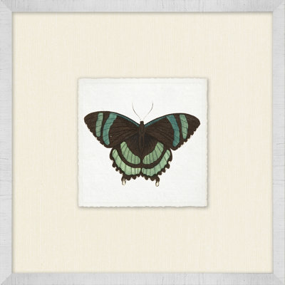 Miniature Butterfly Collection 14 Print