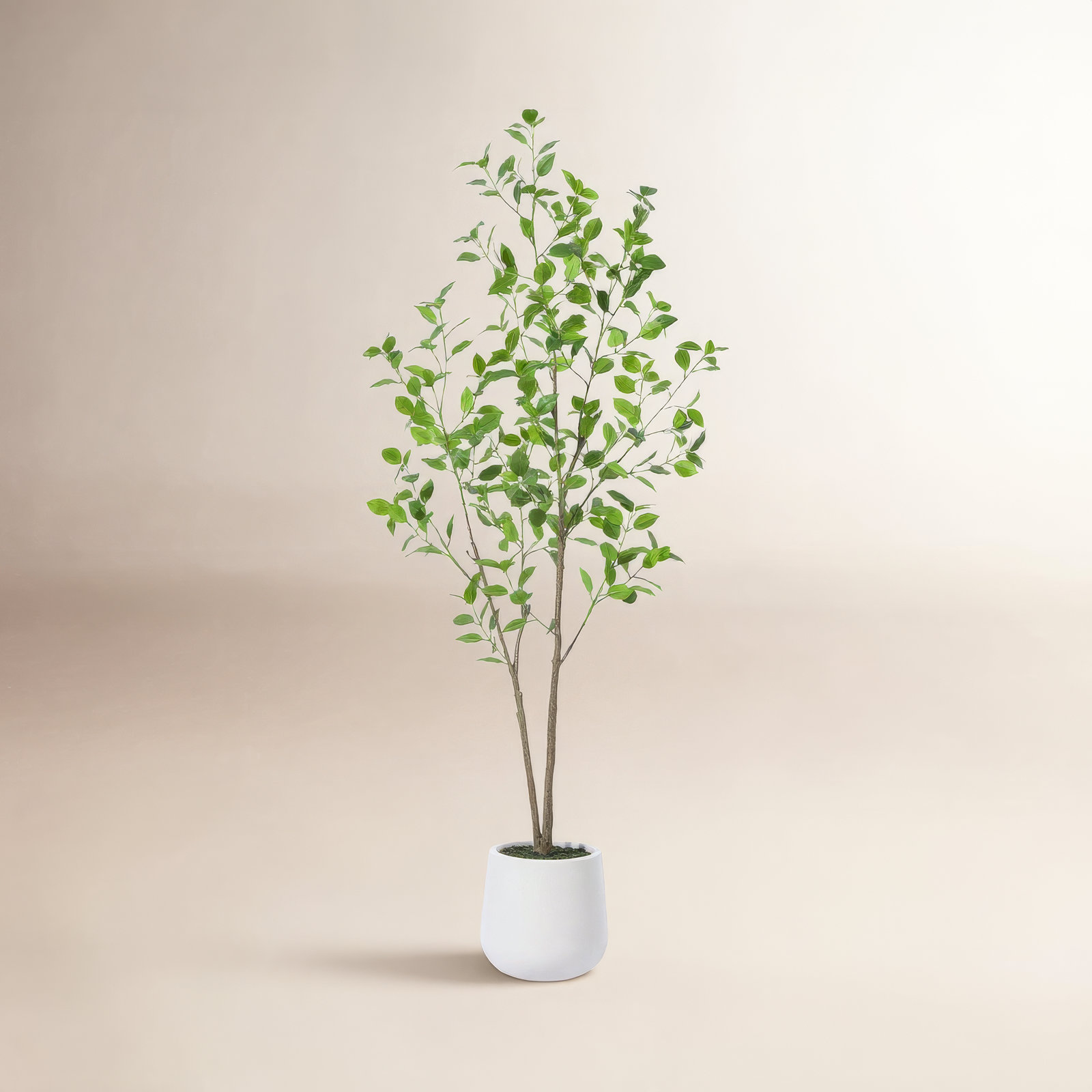 Aniston 84" Ficus Tree in Pot, 60" H x 20" W x 20" D