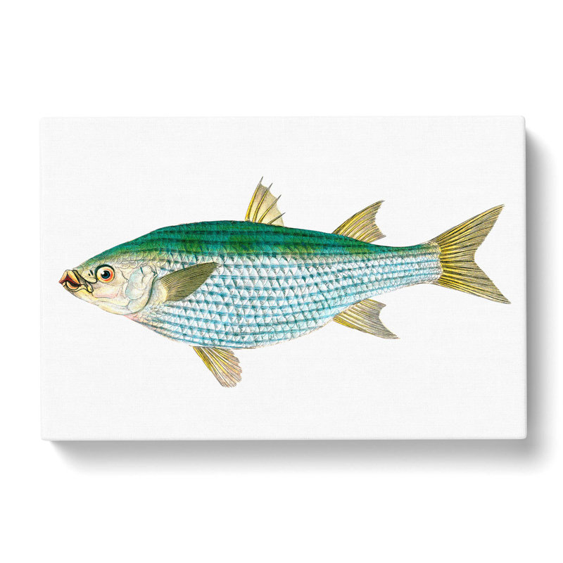 Mullet Fish by Edward Donovan - Wrapped Canvas, 50cm H x 76cm W x 3cm D