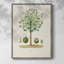 Arbre antique avec fruit, reproduction encadrée en bois massif-1941689860