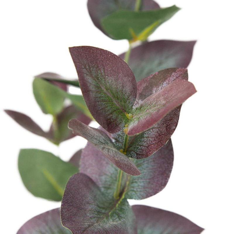 Branche d'eucalyptus
