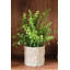 Eucalyptus en pot (ensemble de 2)