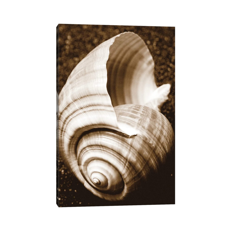 Sea Gallery IV by Boyce Watt - Wrapped Canvas Print, 20.32 cm H x 30.48 cm W