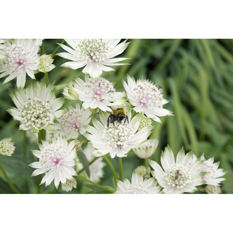 Astrantia Flowers by SparkleArt - No Frame Print on Canvas, 81cm H x 122cm W