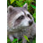 Raccoon Sitting Statue
