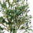 Olive Tree Drop-In
