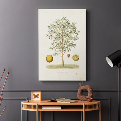 Antique Tree with Fruit IV -Gallery Wrapped Cavas