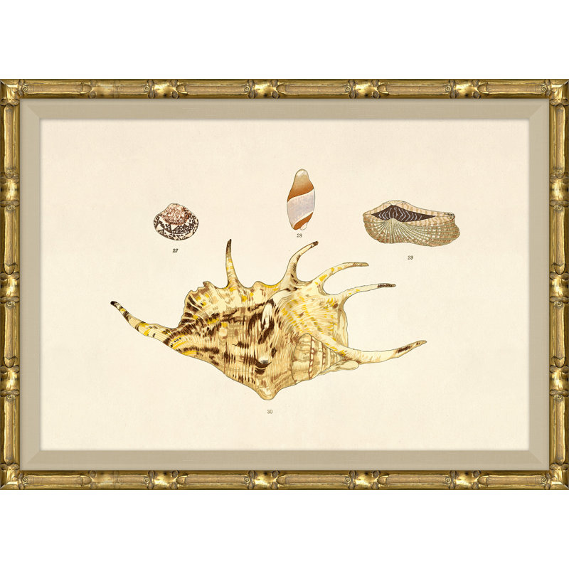 Malacology Study, Plate XI