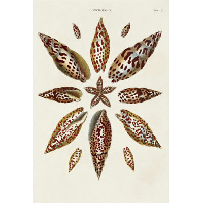 " Spiral Shell Formation I " by Albertus Seba