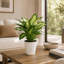 Dieffenbachia 'Camille' 4‑Inch Live Plant