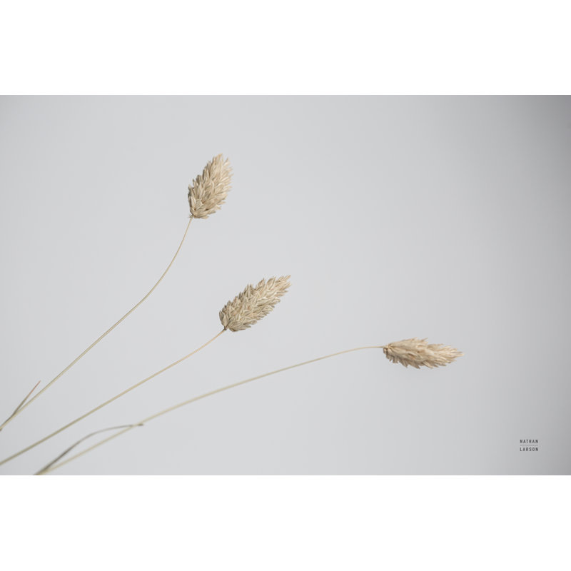 «Grass Study Color» par Nathan Larson, photographie, H 24 po x l 36 po, Toile tendue