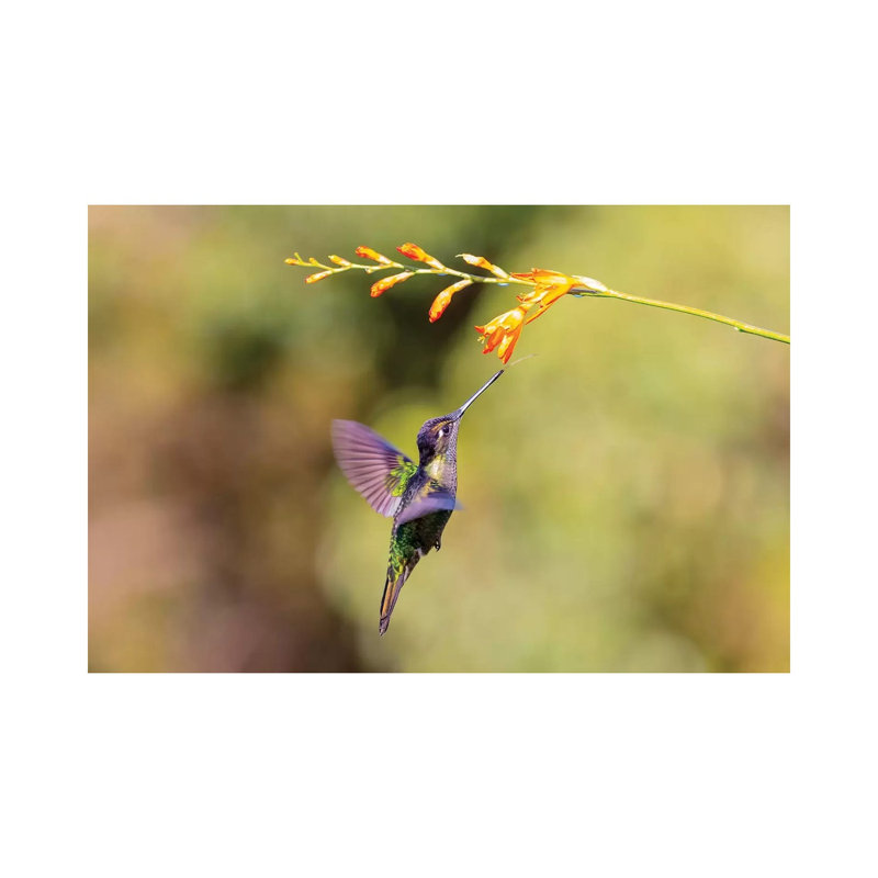 Central America, Costa Rica. Male Talamanca Hummingbird Feeding. by Jaynes Gallery - Wrapped Canvas Print