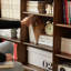 Bibliothèque standard H 33,85 "x l 59,05"