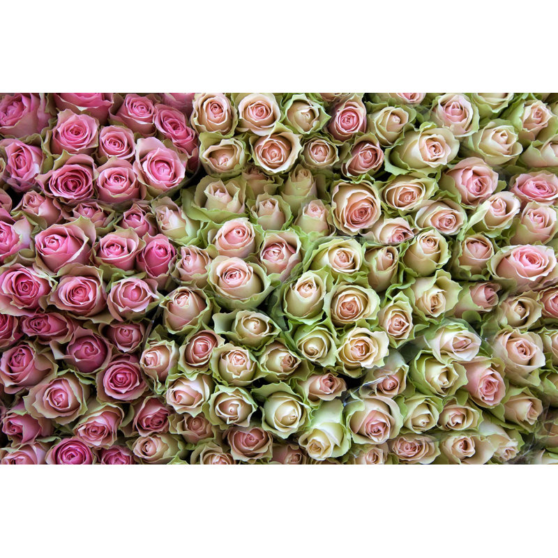 Pink and Green Roses Canvas Print Wall Art