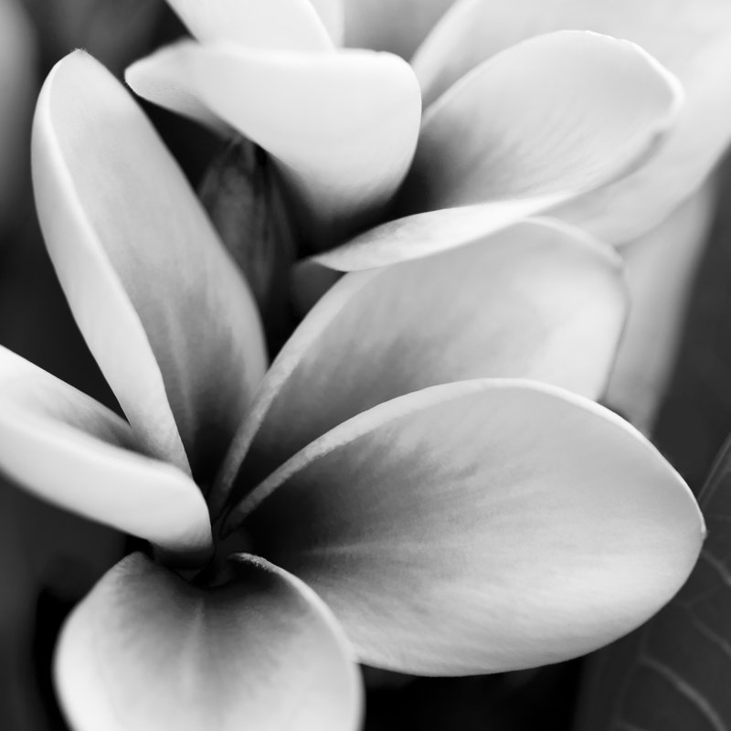 Frangipani by Letty17, 20" H x 20" W