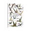 " Poster Of Various Flying Pterosaur Reptiles During The Prehistoric Age " by Corey Ford-52941536-52941537-52941538