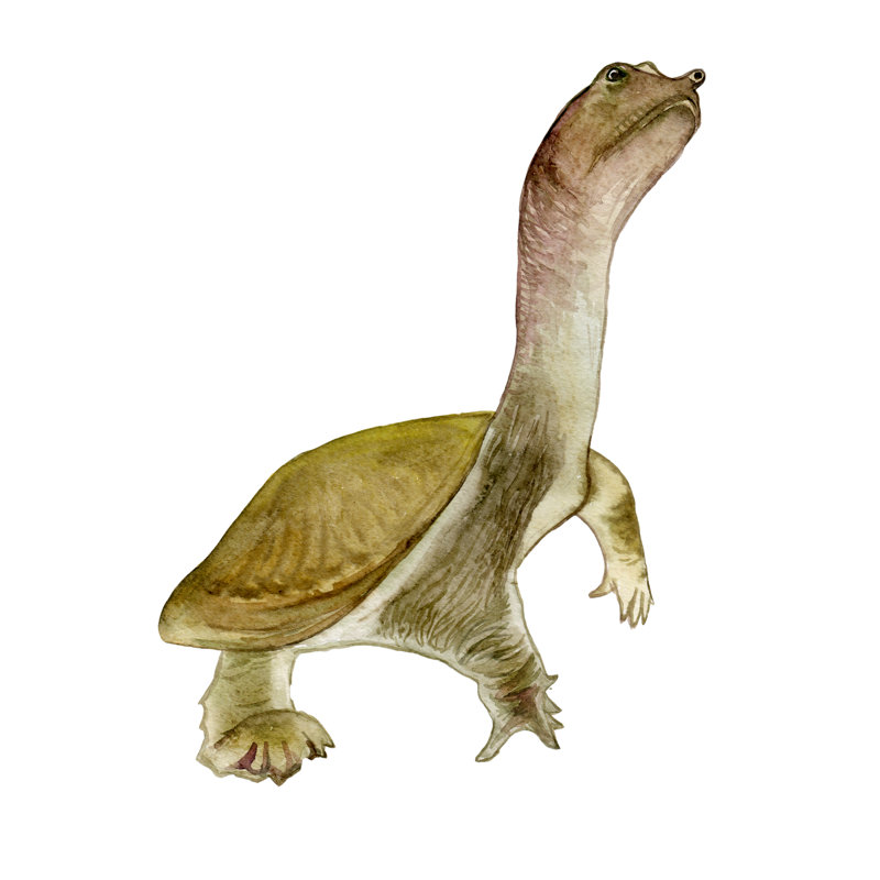 Chinese Softshell Turtle - Wrapped Canvas Print, 76cm H x 76cm W x 3.8cm D