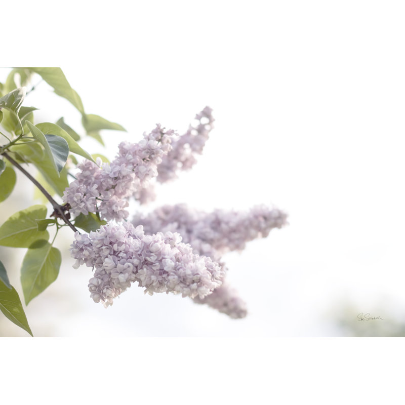 «Pale Lilacs I» par Sue Schlabach - reproduction d'art sur toile tendue, H 24 po x l 36 po x P 1,25 po, Yes
