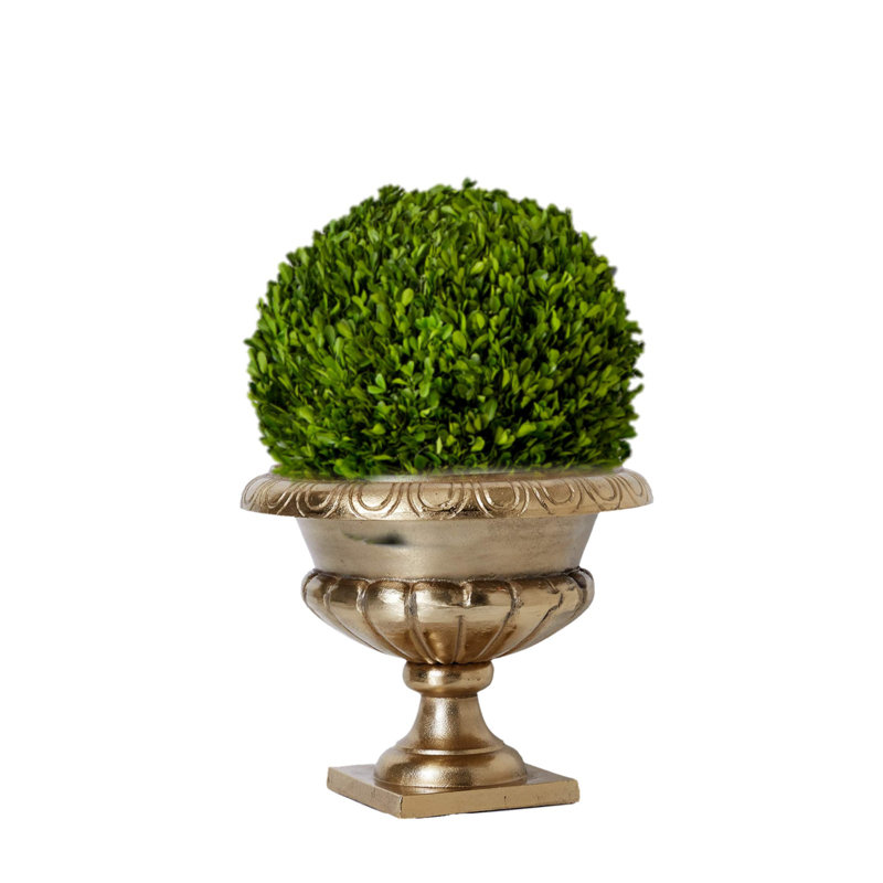 Gracie 16'' Boxwood Topiary
