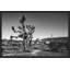 Joshua Tree 2 Print by Christopher Kennedy